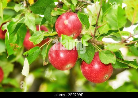 Pommes rouges fraîches poussant sur un arbre pour la récolte dans un verger durable lors d'une journée d'été à l'extérieur. Gros plan de fruits mûrs, nutritifs et biologiques cultivés sur une ferme ou un bosquet dans la campagne Banque D'Images