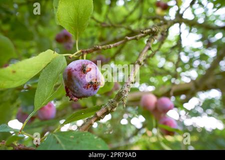 Gros plan des guêpes mangeant des prunes mûres poussant sur un arbre dans un jardin ou un champ. Détails de la faune dans la nature, fruits biologiques suspendus des branches dans la campagne rurale avec copyspace Banque D'Images