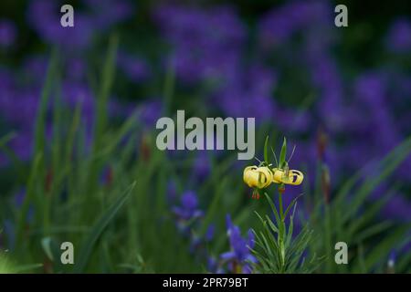 Lys pyrénéens jaunes fleuris dans un jardin vert avec un arrière-plan flou espace de copie. Les Lillies de Martagon lumineux fleurissent dans un parc. Plantes à fleurs vivaces pour le jardinage d'arrière-cour ou l'aménagement paysager extérieur Banque D'Images