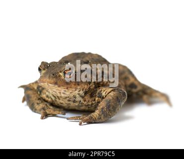Portrait d'un crapaud européen commun isolé sur fond blanc de studio. Une grenouille brune avec des taches noires bosselées. Une espèce humide d'amphibiens avec une peau en similicuir texturée rugueuse et des jambes courtes Banque D'Images