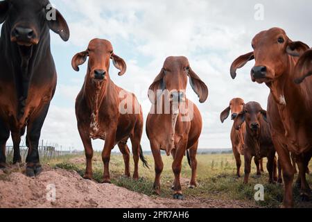 À mon avis, le seul animal de compagnie possible est une vache, un groupe de vaches sur une ferme. Banque D'Images