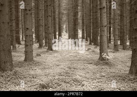 Paysage en niveaux de gris d'arbres sans feuilles d'automne dans une forêt avec espace de copie. Vue sur la nature de nombreux troncs et branches d'arbres dans un endroit isolé. Bois sauvages avec prairie herbacée avec filtre vintage Banque D'Images