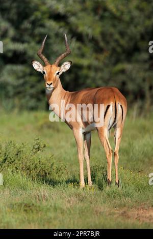 Antilope Impala dans un habitat naturel Banque D'Images