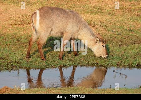 Alimentation en buck féminin - Parc national Kruger Banque D'Images