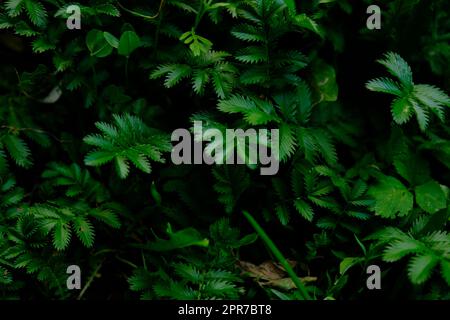 Fougères dans la forêt de belles fougères feuilles de feuillage vert. Gros plan de belles fougères en pleine croissance dans la forêt. Fond floral naturel en plein soleil. Banque D'Images