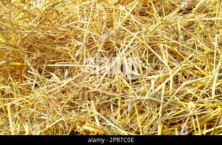 Gros plan d'un tas de foin coupé à sec après la récolte. Zoom de texture organique rugueuse empilée sur le sol prêt à être nourri au bétail. Paille récoltée dans des champs agricoles durables Banque D'Images