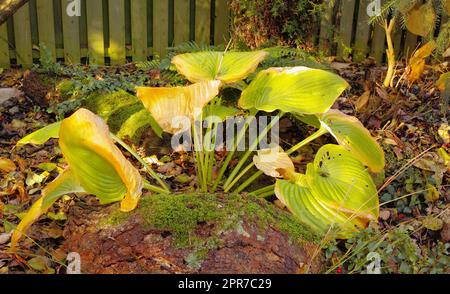 Belle feuilles vert vif plante ornementale Hosta. Automne disparition des feuilles jaune-vert de Hosta. Feuillage des plantes Hosta. Chlorose chlorophylle absente de la plante hosta verte en automne. Banque D'Images