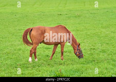 Petit cheval brun mangeant l'herbe verte seul d'un champ à l'extérieur avec copyspace le jour ensoleillé. Un adorable poney de châtaignier se balader librement sur un pâturage dans la campagne rurale. Foal étant élevé comme un cheval de course Banque D'Images