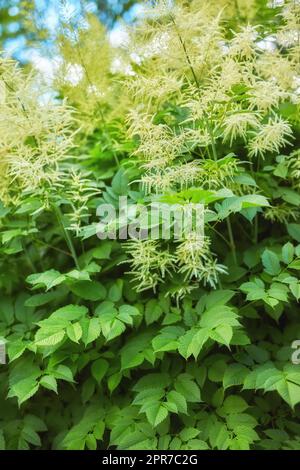 Magnifique Aruncus blanc en fleurs dans le jardin en été. Aruncus dioicus fleurit en été, bouc de fleurs de chèvre. Bush d'Aruncus dioïcus. Concentrez-vous sur la plante avec un arrière-plan flou Banque D'Images