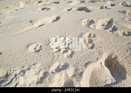 Empreintes de pieds dans le sable de la plage le long de la côte par beau temps. Un paysage paisible et relaxant pour profiter et se détendre pour des vacances d'été ou une escapade. Dunes dans le désert avec texture granuleuse Banque D'Images