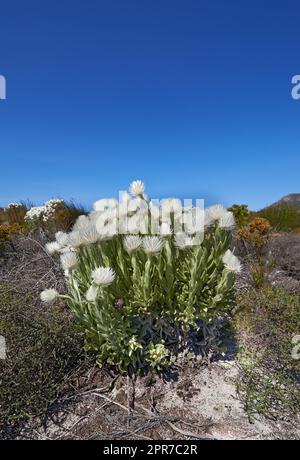 Fleurs blanches dans un pré sur un ciel bleu avec espace de copie. Bouquet de fleurs indigènes Fynbos dans le parc national de Table Mountain, Afrique du Sud. Succion de floraison ou plantes qui poussent entre des buissons secs Banque D'Images