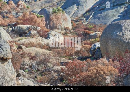 Grands rochers sur une montagne Lions Head à Cape Town, Afrique du Sud. Grandes pierres et plantes brunes sèches en plein air lors d'un essai de randonnée. Paysage sauvage ou rochers sur le sol près d'une zone de brousse Banque D'Images