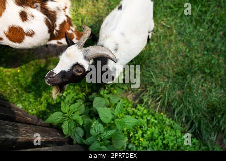 Portrait en gros plan d'une chèvre noire et blanche surprise. Zoo pour enfants, nourrir la chèvre. Banque D'Images
