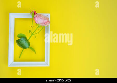 Il y a une fleur rose dans un cadre en bois blanc, avec un endroit pour le texte sur un fond jaune vif Banque D'Images
