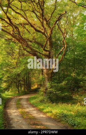 Un chemin caché dans une forêt dense le matin ensoleillé de l'été. Paysage de conte de fées avec un sentier à travers les bois magiques entre les vieux arbres et les plantes un jour de printemps. Une route secrète en terre dans la nature Banque D'Images