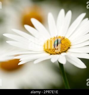 Une mouche verte commune pollinisant une fleur blanche de gros plan. Zoom sur le détail d'un petit insecte de mouche nourrissant le nectar d'une tête de fleur de Marguerite pendant la pollinisation dans un jardin ou un parc d'arrière-cour Banque D'Images