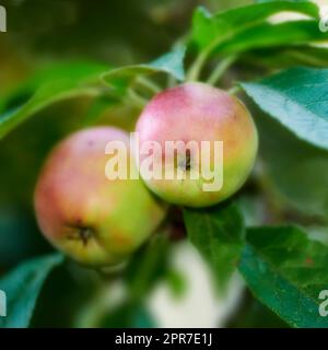 Gros plan de pommes rouges et vertes mûrissant sur un arbre dans un verger durable sur une ferme dans une campagne éloignée. La culture de fruits frais et sains pour la nutrition et les vitamines sur les terres agricoles Banque D'Images