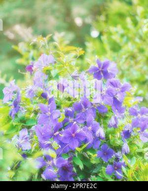 Fleurs de géranium violet ou bleu poussant dans un jardin botanique lors d'une journée ensoleillée à l'extérieur. Gros plan de plantes magiques avec des pétales violets éclatants qui fleurissent et fleurissent au printemps dans un environnement luxuriant Banque D'Images