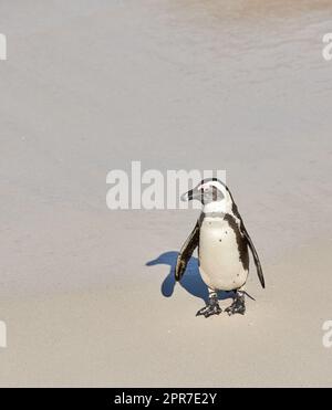 Pingouin à pied noir à la plage de Boulders, le Cap, Afrique du Sud avec espace de copie sur une rive sablonneuse. Un joli pingouin de cape ou de cape en voie de disparition de l'espèce spheniscus demersus. Banque D'Images