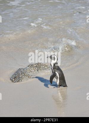 Un pingouin debout dans l'eau de mer peu profonde. Un oiseau sans vol sur une plage dans son habitat naturel. Une espèce de manchot à pieds noirs ou de cape en voie de disparition sur une plage de sable de Boulders Beach, au Cap, en Afrique du Sud Banque D'Images