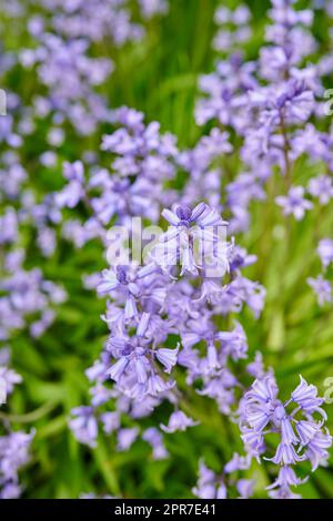 Bluebells vibrants qui grandissent dans un jardin au printemps par une journée ensoleillée. Des fleurs lumineuses fleurissent dans un champ vert en plein air dans la nature pendant un après-midi d'été. Des plantes pourpres fleurissent dans une pelouse botanique Banque D'Images