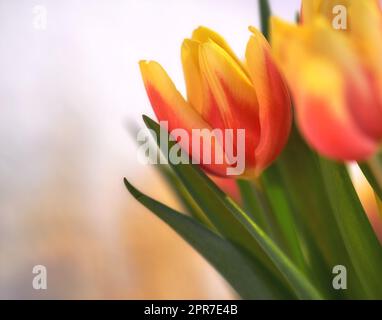 Gros plan de tulipes orange sur un arrière-plan isolé avec espace de copie. Un bouquet ou bouquet de belles fleurs de tulipe avec des tiges vertes cultivées comme ornements pour sa beauté et son parfum floral Banque D'Images