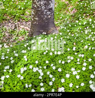 Champ de fleurs par un tronc d'arbre dans une forêt au printemps. Beau paysage de beaucoup de fleurs d'anémone de bois croissant dans un pré. Beaucoup de jolie plante blanche à fleurs ou de fleurs sauvages dans un environnement de nature Banque D'Images