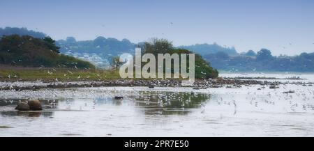 Troupeau de mouettes volant au-dessus de l'eau de mer dans les villes côtières éloignées à l'étranger et à l'étranger. Groupe d'oiseaux blancs en pleine ascension, à la recherche de terrains de nidification. Observation des oiseaux faune aviaire migratrice à la recherche de nourriture Banque D'Images