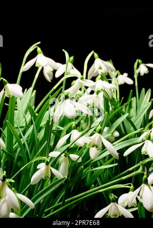 Gros plan d'un bouquet de fleurs blanches communes en forme de goutte d'eau qui poussent en studio isolées sur fond noir. Galanthus nivalis bourgeonnant, fleuri, fleuri et fleuri avec arrière-plan sombre copie espace Banque D'Images