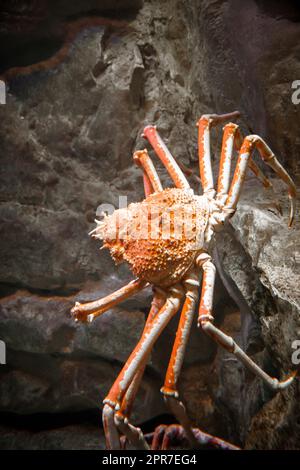 Vue rapprochée du crabe araignée dans l'océan Banque D'Images