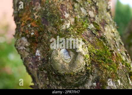 Arbre avec de la mousse verte poussant sur le tronc dans un environnement éloigné dans la nature. Vue macro des détails, algues texturées se propageant, couvrant un tronc en bois dans un environnement naturel éloigné Banque D'Images