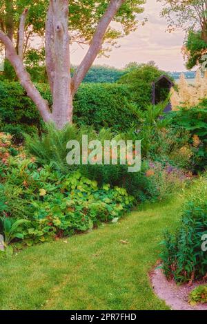 Vue panoramique sur un jardin privé luxuriant à la maison avec une flore et des arbres en pleine croissance. Plantes botaniques, buissons, arbustes et fougères dans l'arrière-cour avec une limite de haie. Serein, zen, paisible et tranquille Banque D'Images