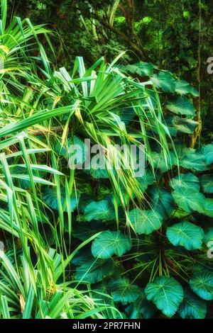 Feuilles vibrantes de parasol et de pin à vis poussant dans une nature non perturbée à Hawaï, États-Unis. Larges feuilles dans une forêt apaisante et apaisante. Verrière verdoyante en harmonie tranquille dans un parc paisible Banque D'Images