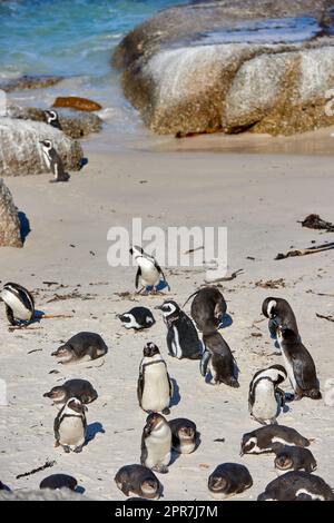 Colonie de pingouins africains à pieds noirs sur la côte de reproduction de Boulders Beach et réserve naturelle de conservation en Afrique du Sud. Groupe d'oiseaux aquatiques marins et marins protégés, en voie de disparition, pour le tourisme Banque D'Images