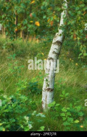 Nature environnementale conservation et réserve d'une forêt de bouleau dans un bois isolé et décidieux. Paysage de feuillus plantes poussant dans calme, paisible et paisible campagne avec la flore luxuriante Banque D'Images