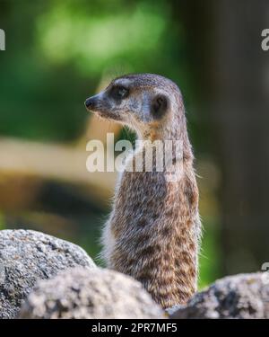 Garde Meerkat debout sur un rocher Banque D'Images