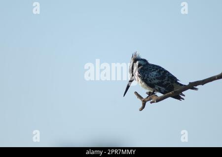 Pied kingfisher Ceryle rudis sur une succursale. Banque D'Images