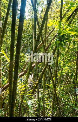 Forêt de bambou dans la jungle du parc national de Khao Sok, Thaïlande Banque D'Images