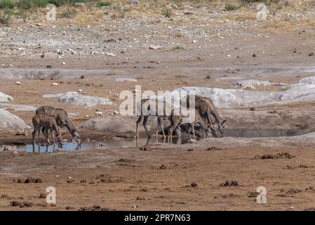 Grande femelle kudu, Tragelaphus strepsiceros buvant dans un trou d'eau dans le parc national de Khaudum, Namibie Banque D'Images