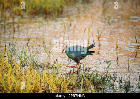 Goa, Inde. Oiseau de marais à tête grise le matin à la recherche de nourriture dans le marais. Porphyrio Poliocephalus Banque D'Images