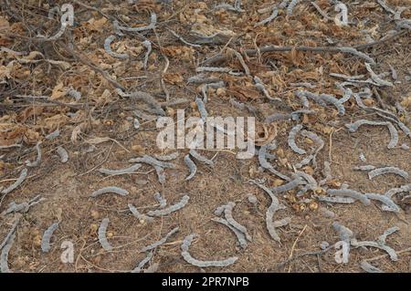 Gousses de graines tombées de gomme arbre arabe. Banque D'Images