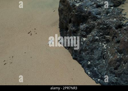 Traces d'oiseau, coquillages enfouis dans le sable et la roche. Banque D'Images