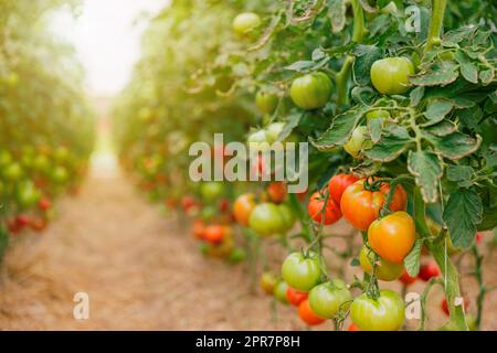 Vue rapprochée des tomates vertes et rouges en serre sur fond flou Banque D'Images