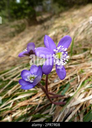 Hepaticas bleu (Anemone hepatica) dans la forêt Banque D'Images