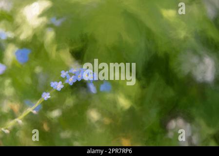 Peinture numérique de fleurs bleu illuminées de couleurs vives Forget-me-Not sur un fond boisé vert naturel, en utilisant une faible profondeur de champ. Banque D'Images