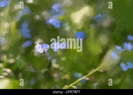 Peinture numérique de fleurs bleu illuminées de couleurs vives Forget-me-Not sur un fond boisé vert naturel, en utilisant une faible profondeur de champ. Banque D'Images