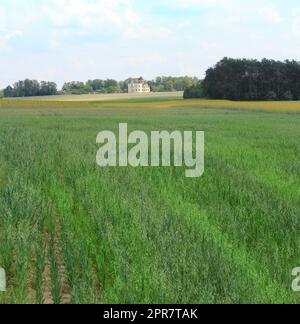 Terrain agricole avec une maison dans l'arrière-plan Banque D'Images