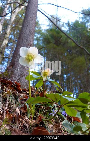 Roses sauvages de neige (Helleborus niger) au printemps Banque D'Images
