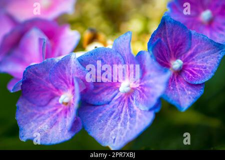 Gros plan de trois fleurs d'hortensia ou d'hortensia violet d'affilée. Banque D'Images