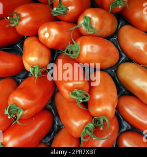 Im Bältigen (Solanum lycopersicum) im Gemüsegeschäft Banque D'Images